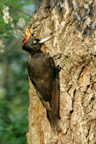 Black Woodpecker <i>Dryocopus martius</i>