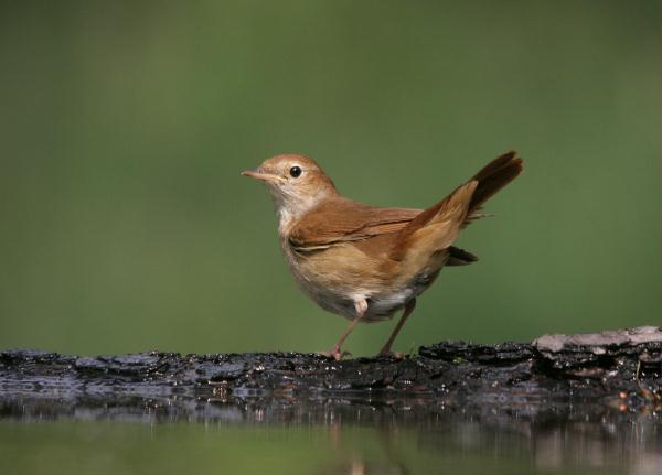 Nightingale <i>Luscinia megarhynchos</i>