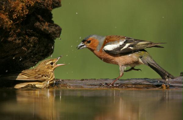 Chaffinch and Song Thrush