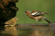 Chaffinch and Song Thrush