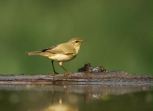 Chiffchaff <i>Phylloscopus collybita</i>