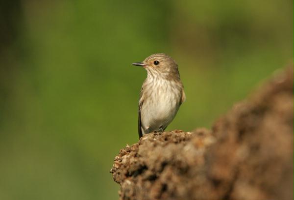 Spotted Flycatcher <i>Muscicapa striata</i>