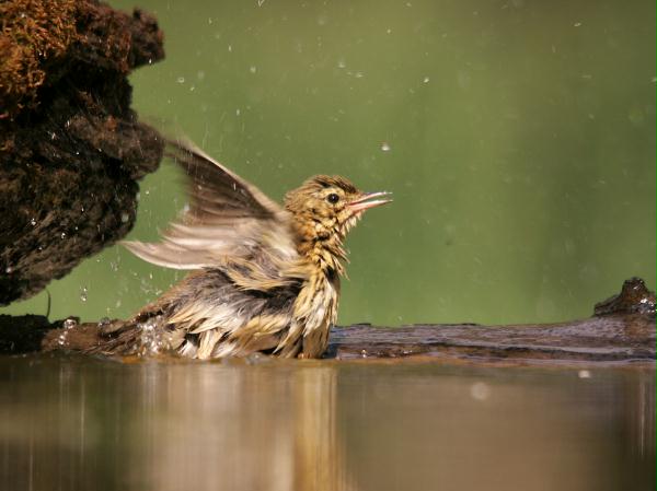 Song Thrush <i>Turdus philomelos</i>