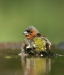 Chaffinch
