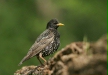Starling