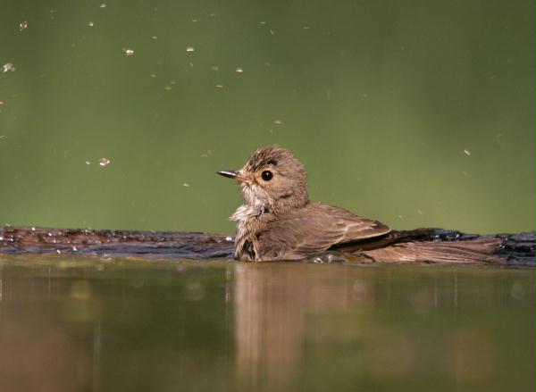 Spotted Flycatcher <i>Muscicapa striata</i>