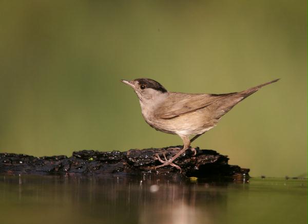 Blackcap <i>Sylvia atricapilla</i>