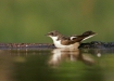Pied Flycatcher