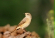Redstart