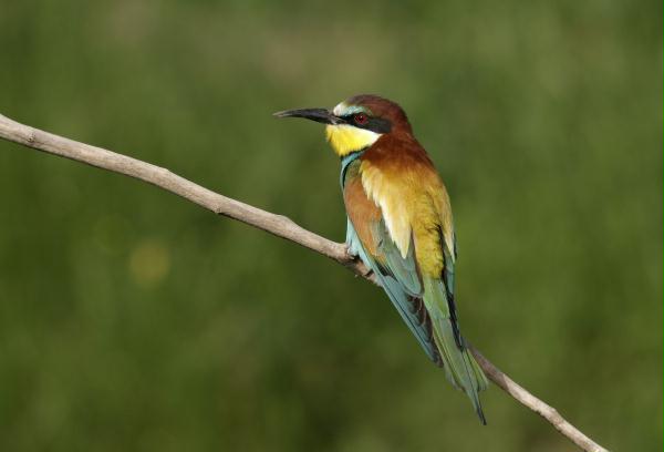 European Bee-eater <i>Merops apiaster</i>