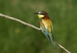 Bee-eater