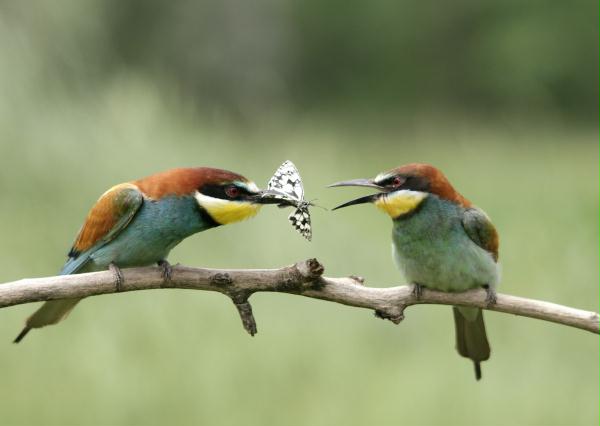 European Bee-eater <i>Merops apiaster</i>
