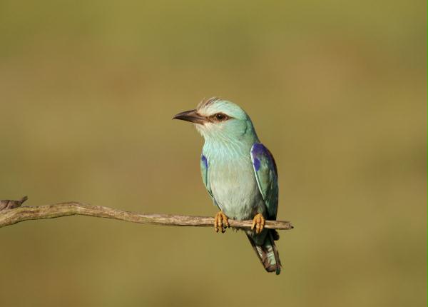European Roller <i>Coracias garrulus</i>