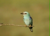 European Roller