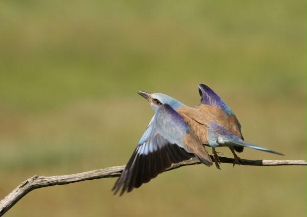 European Roller <i>Coracias garrulus</i>