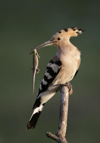 European Hoopoe <i>Upupa epops</i>