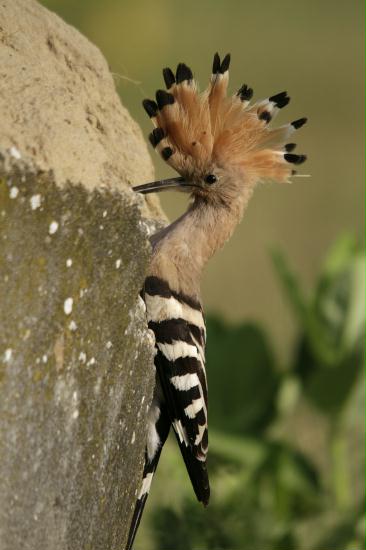 European Hoopoe <i>Upupa epops</i>