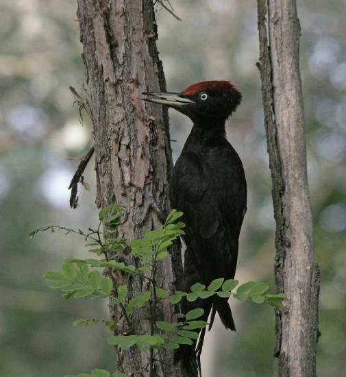 Black Woodpecker <i>Dryocopus martius</i>