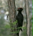 Black Woodpecker
