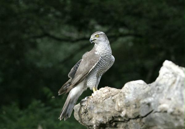 Northern Goshawk <i>Accipiter gentilis</i>