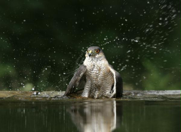 Sparrowhawk <i>Accipiter nisus</i>