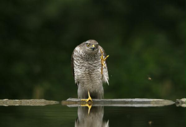 Sparrowhawk <i>Accipiter nisus</i>