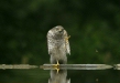 Sparrowhawk