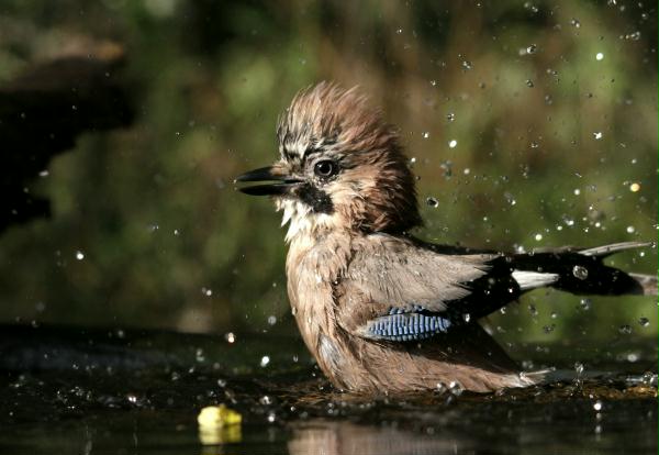 Jay <i>Garrulus glandarius</i>