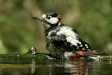 Great Spotted Woodpecker