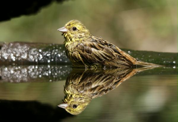 Yellowhammer <i>Emberiza citrinella</i>