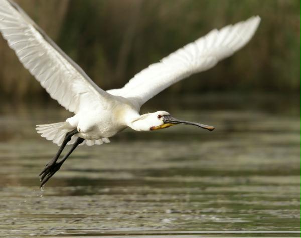 European Spoonbill <i>Platalea leucorodia</i>