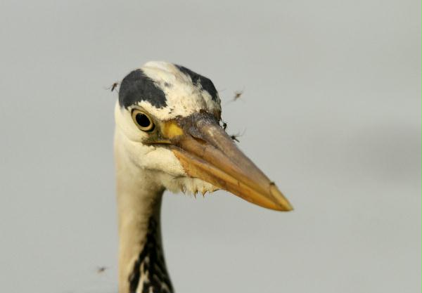 Grey Heron <i>Ardea cinerea</i>
