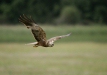 Marsh Harrier