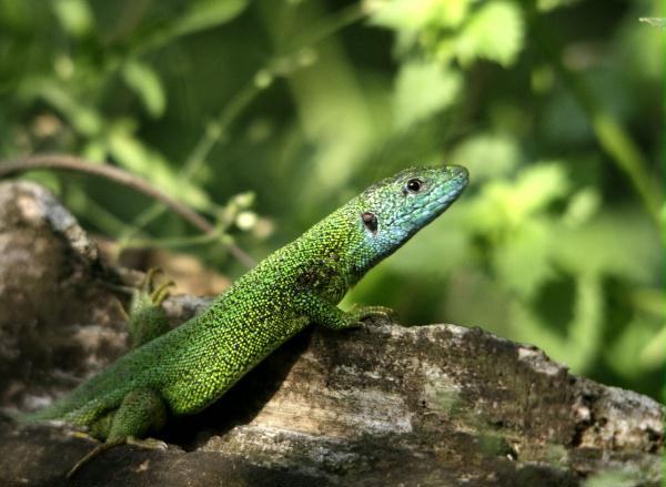European Green Lizard <i>Lacerta viridis </i>