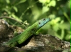 European Green Lizard
