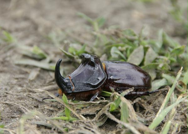 European Rhinocerous Beetle <i>Oryctes nasicornis</i>