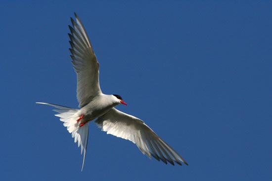 Arctic Tern-Olafsvik