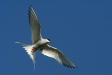 Arctic Tern, Olafsvik