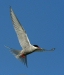 Arctic Tern, Olafsvik
