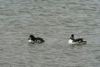 Barrow's Goldeneye, Lake Myvatn