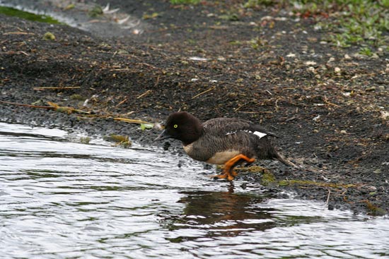 Barrow's Goldeneye, Lake Myvatn