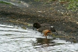 Barrow's Goldeneye, Lake Myvatn