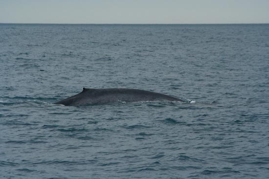 Blue Whale, boat trip out of Olafsvik