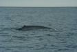 Blue Whale, boat trip out of Olafsvik