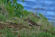 Dunlin, Lake Myvatn