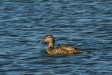 Common Eider, Olafsvik