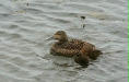 Eider, Husavik