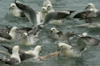 Feeding frenzy, Husavik