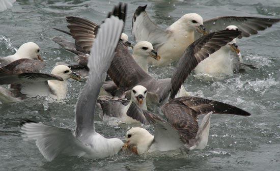Feeding Frenzy, Husavik