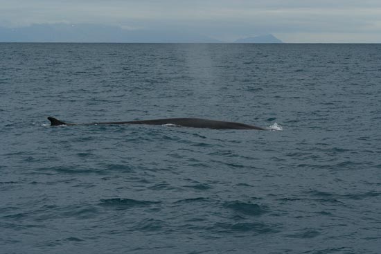 Fin Whale, boat trip out of Olafsvik